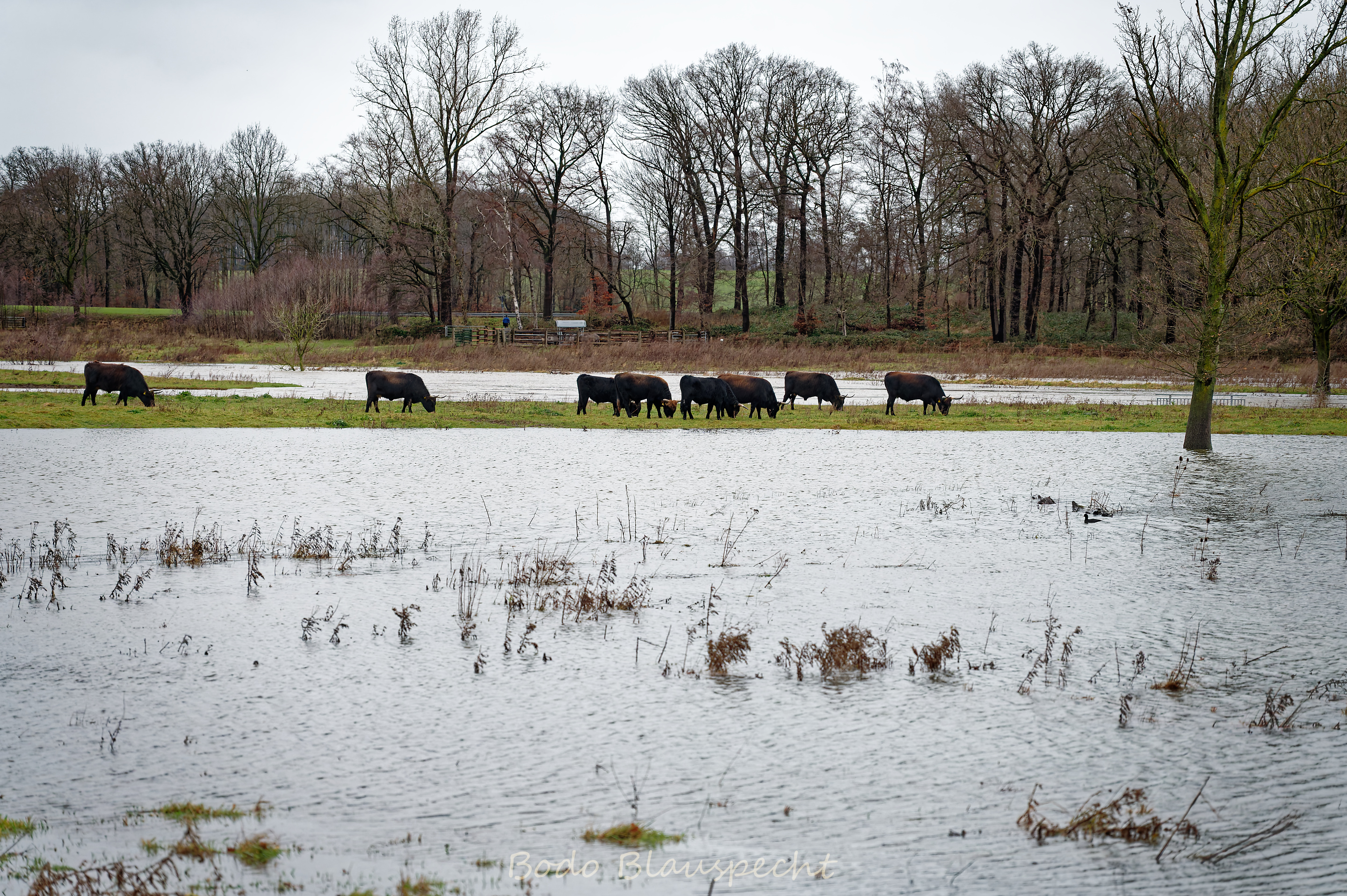 Hochwasser   Steveraue   2023.12.23 16.58 180 WEB